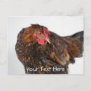 Recherche de coq drôle cartes postales Animal de ferme