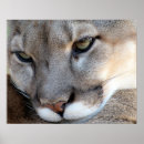 Recherche de panther posters Cougar