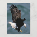 Zoek naar amerikaanse symbolen briefkaarten Patriottisch