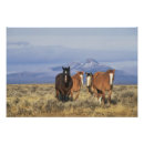 Recherche de mammifères posters Paysage