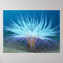 Recherche de sea life posters Mer