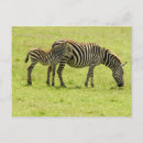 Recherche de zèbre bébé cartes postales Afrique
