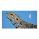Recherche de lézard posters Animal