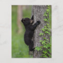 Recherche de fumée noire cartes postales Faune