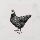 Recherche de poules cartes postales Animaux de ferme