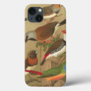 Recherche de chanteurs coques Oiseau
