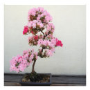 Recherche de arbre japonais posters Rose