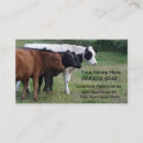 Recherche de vache holstein cartes visite Bétail