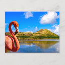 Recherche de des caraïbes cartes postales Flamant