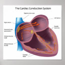 Recherche de diagramme de biologie posters Organe