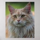 Recherche de gros chat posters France