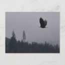 Recherche de les aigles cartes postales Ciel