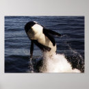 Recherche de orca art Whale