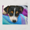 Recherche de yeux de chien cartes postales Chiot