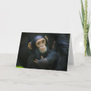 Zoek naar baby chimpansee briefkaarten Wilde dieren