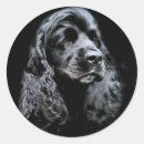 Recherche de de cocker autocollants Animal
