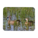 Recherche de aile bleue magnets Oiseau