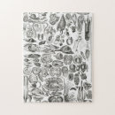 Recherche de mollusque puzzles Océan