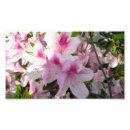 Zoek naar roze bloem fotografie Bloesem