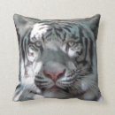 Recherche de prédateur coussins Tigre