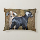 Recherche de chevres coussins Pour eux