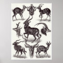 Recherche de de biologie posters Histoire naturelle
