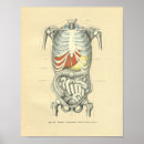 Recherche de imagerie médicale posters Anatomie