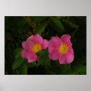 Recherche de roses sauvages posters Fleurs