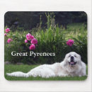 Recherche de grands pyrénées tapis souris Chien