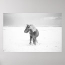 Recherche de poney islandais posters Islande