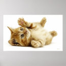 Zoek naar nieuw jaar posters Kat