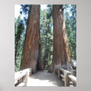 Recherche de arbre géant posters Californie
