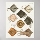Recherche de stingrays posters Illustration
