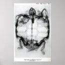 Recherche de zoologie vintage posters Tortue
