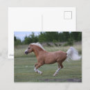 Recherche de crinière cartes postales Poney