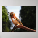 Recherche de de colibri art Oiseau