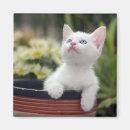 Recherche de aucunes personnes magnets Chaton