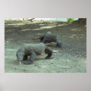 Recherche de komodo posters Faune