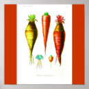 Recherche de carotte posters Orange