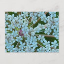 Recherche de reine blanche cartes postales Nature