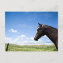 Zoek naar paard afbeelding briefkaarten Cowboy