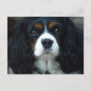 Zoek naar cavalier king charles spaniel briefkaarten Fotografie