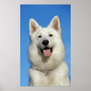 Zoek naar witte herder posters Leuk