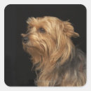 Recherche de yorkies autocollants Animaux