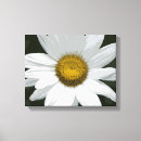 Recherche de fleur de marguerite toiles Botanique