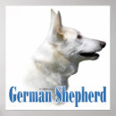 Zoek naar witte herder posters Duits