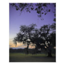 Recherche de arbre de chêne vivant posters Mousse