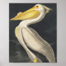 Recherche de oiseau américain posters John james audubon