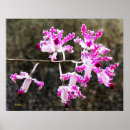 Recherche de delicate posters Fleurs