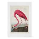 Recherche de audubon posters Flamant